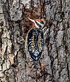 * Nomination Yellow-bellied sapsucker in Central Park --Rhododendrites 16:52, 28 March 2021 (UTC) * Promotion  Support Good quality. --Commonists 18:13, 28 March 2021 (UTC)