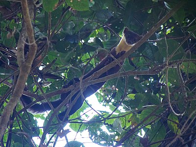 Yellow-throated Marten (14182484462).jpg