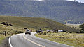Bizons kruisen de weg in de Lamar Valley