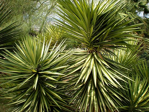 Юкка фото. Юкка aloifolia. Юкка алоэлистная Маргината. Юкка marginata. Юкка Лучистая.