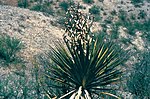 Miniatura para Yucca grandiflora