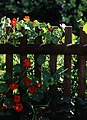 Garden fence