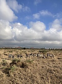 Grupo de cebras en el Parque Nacional de Nairobi