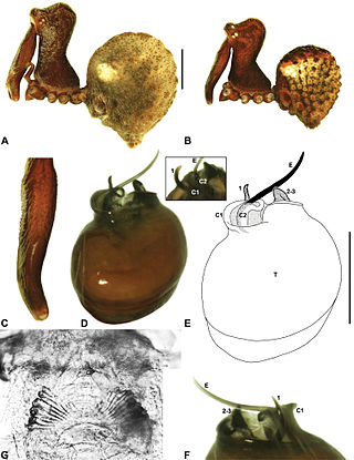 <i>Zephyrarchaea marae</i> Species of spider