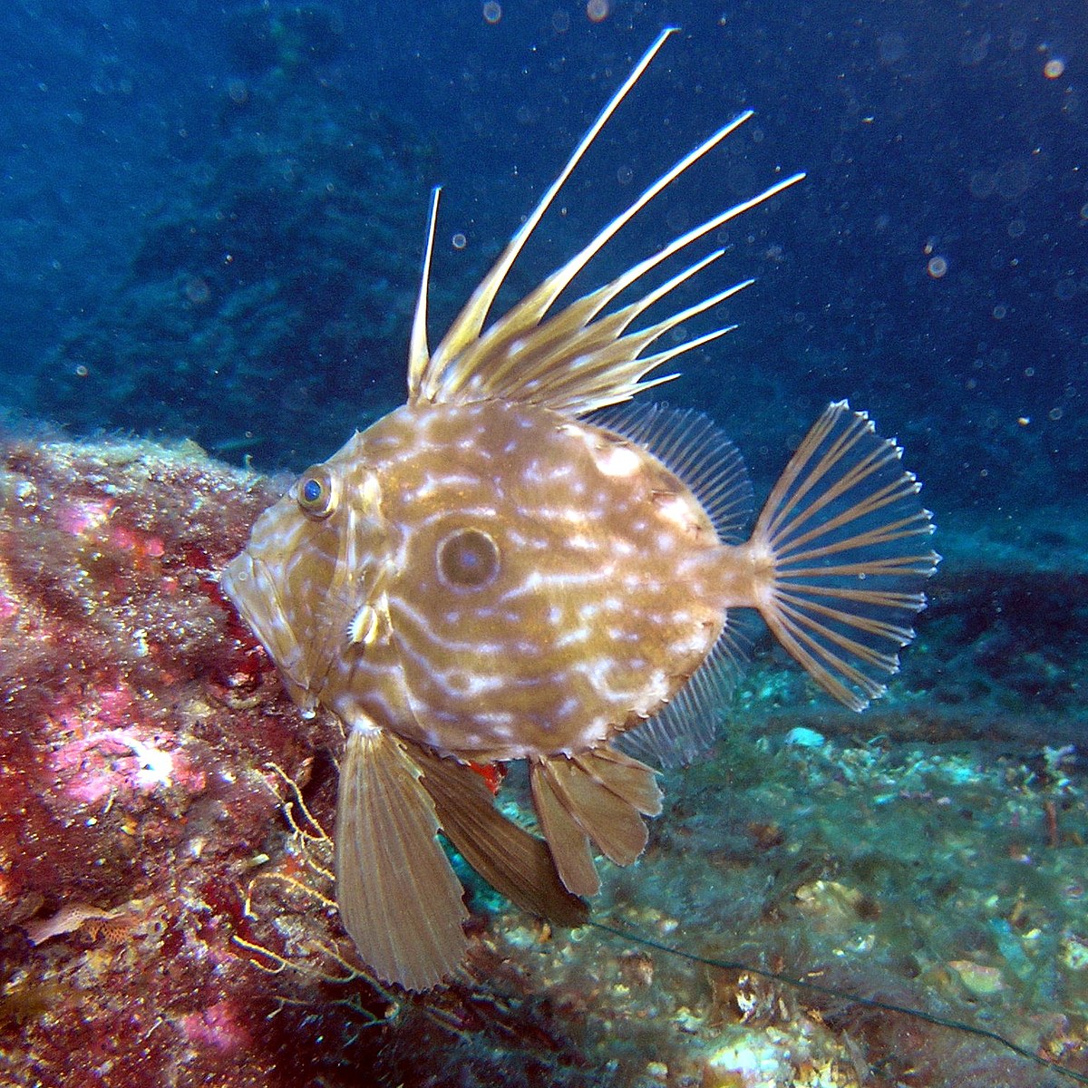 Dory (Finding Nemo) - Wikipedia