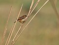 Zitting Cisticola (Cisticola juncidis) v Kalkatě W IMG 4556.jpg