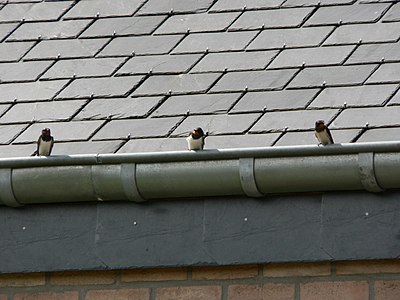 swallows on shale roof