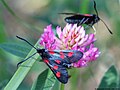 Zygaena trifolii (Esper, 1783)