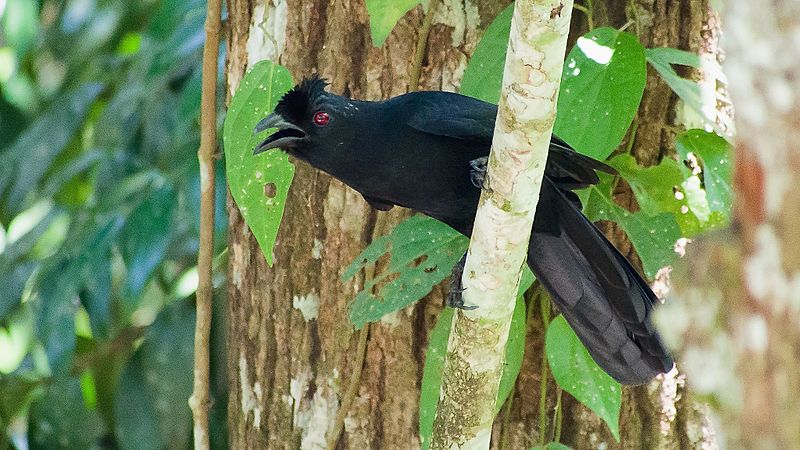 File:(Bornean) Black Magpie.jpg