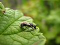 Бджола-коллетида роду Hylaeus