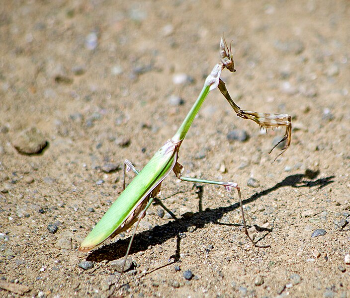 File:Богомол эмпуза Empusa pennata Conehead mantis Богомолка Haubenfangschrecke (40683435980).jpg