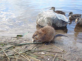 <span class="mw-page-title-main">Muskrat</span> Semiaquatic rodent native to North America