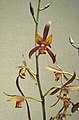 報歲瑞金 Cymbidium sinense -香港沙田國蘭展 Shatin Orchid Show, Hong Kong- (39859236854).jpg