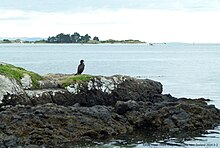 Nearby Weller's Rock, Otakou Mao Li Jiao Maori Head - panoramio.jpg