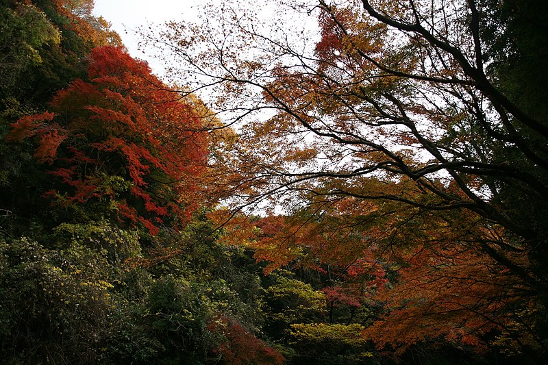 File:粟又遊歩道 - panoramio (4).jpg