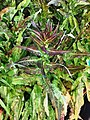 萵苣-紅菜心 Lactuca sativa 20201127142610 02.jpg