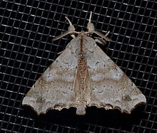 - 7665 - Olceclostera angelica - Angel Moth (19118794995).jpg