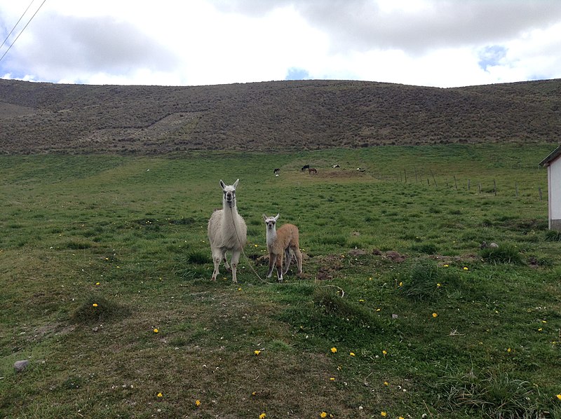 File:...LA PINTA DE LOS ANIMALIDOS - panoramio.jpg