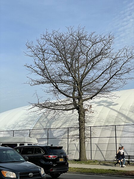 File:05 05 2022 tree and shadow on Parkside Avenue tennis court bubble Brooklyn NYC.jpg