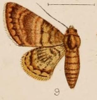 <i>Hybridoneura abnormis</i> Species of moth