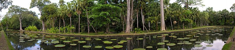 File:2006-10-06 Pamplemousse Botanical Garden, Mauritius.jpg