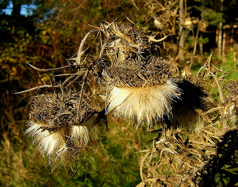 File:2006-10-30-Cirsium02.jpg