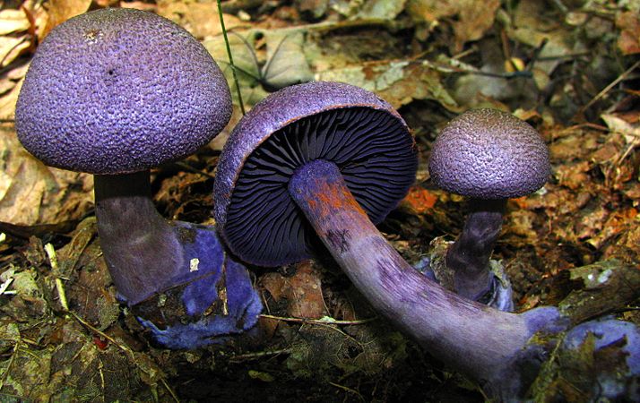 First place Cas Liber (submissions) had two featured articles in the last round, and nine over the course of the competition – an impressive feat. The one shown is Cortinarius violaceus