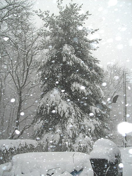 File:2010-02-10 16 30 08 Heavy snow on an Eastern White Pine along Terrace Boulevard in the Parkway Village section of Ewing Township, Mercer County, New Jersey during the Second North American Blizzard of 2010.jpg