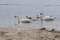 Famille de cygne tuberculé