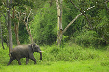 Tusker in Forest 2012-bandipur-tusker.jpg