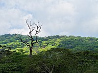 20160128 Sri Lanka 4107 Sinharaja Forest Reserve sRGB (25468886730).jpg