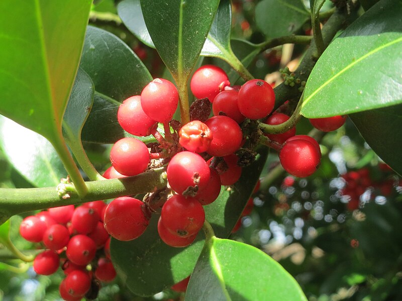 File:20161012Ilex opaca3.jpg