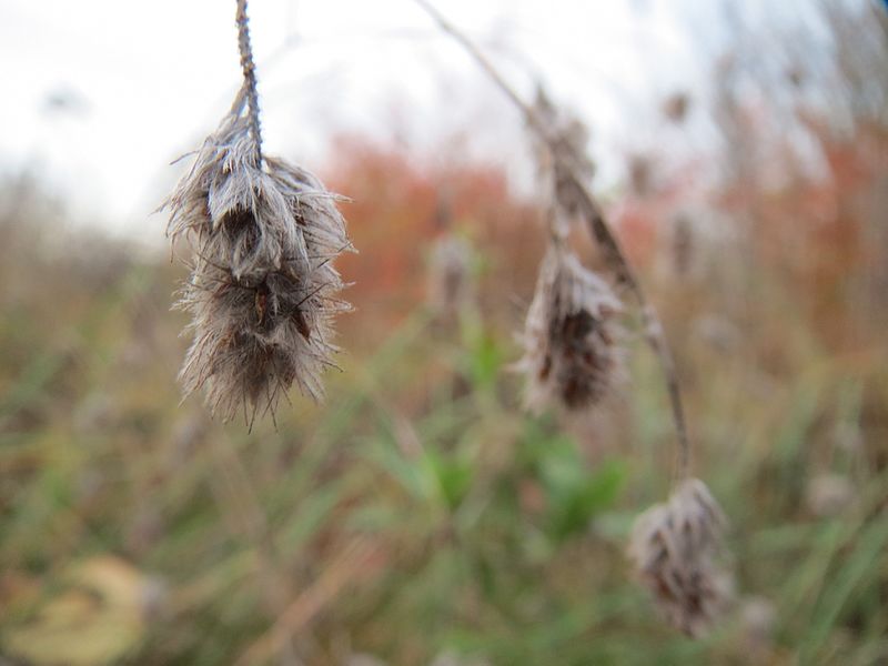 File:20161124Trifolium arvense2.jpg