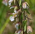 Sumpf-Stendelwurz - Epipactis palustris