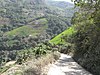 Coca fields near Ocobaya