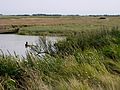 Le marais au sud de Fouras