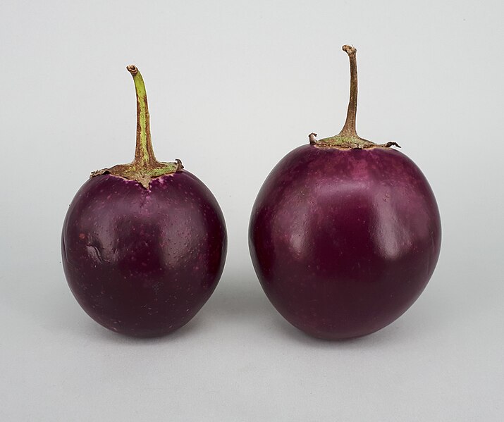 File:2 x Ratna eggplant 2017 A1.jpg