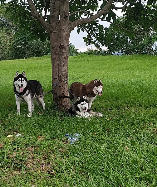 File:3 Beautiful Huskies by the Congo River enjoying the shade of the Avocado Tree.jpg