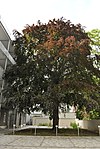 Copper beech (Fagus sylvatica "Atropunicea")