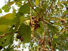 9506a Syzygium cumini Plumfvf 06.jpg