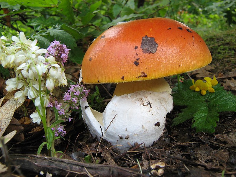 File:AMANITA CAESAREA (Scop.) Pers. (9146543780).jpg