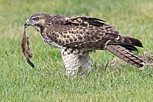 A red-tailed Hawk eating a Uinta ground squirrel. A Tasty Meal (9443720303).jpg