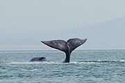 Bowhead whale tail-slapping