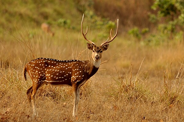 Image: A chital stag 1