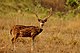 Chital