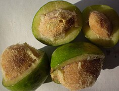 Frutos de Irvingia malayana (konia).