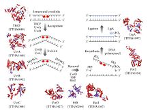 A schematic representation of models for the nucleotide excision repair pathway controlled by Uvr proteins. A schematic representation of models for the nucleotide excision repair pathway controlled by Uvr proteins.jpg