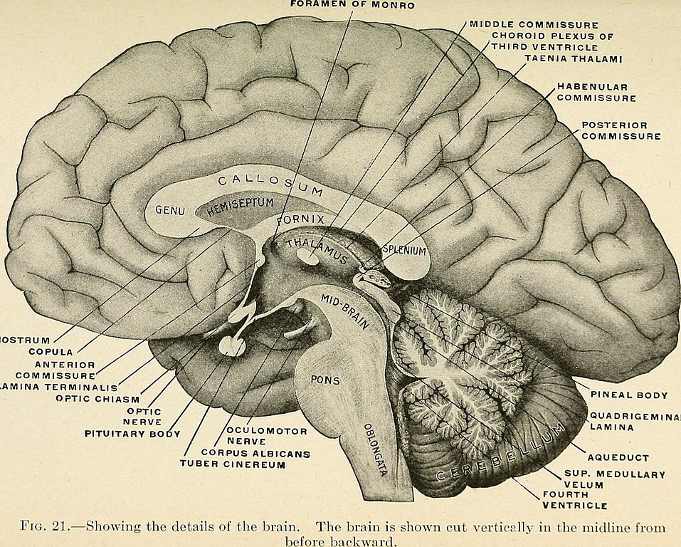 habenular commissure