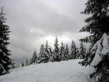 Abetina sul monte Pierfaone.