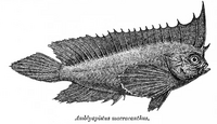 Ablabys macracanthus